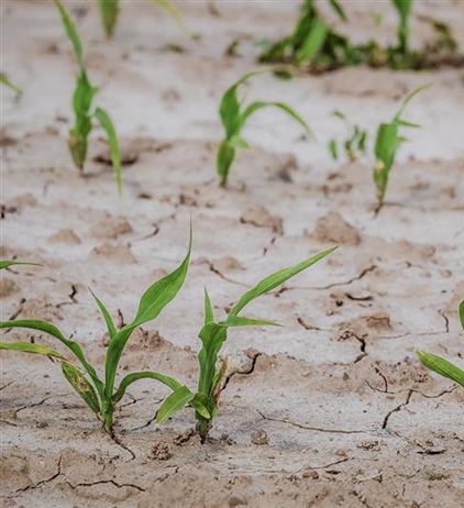 Emergenza idrica: è indispensabile tutelare il comparto agricolo