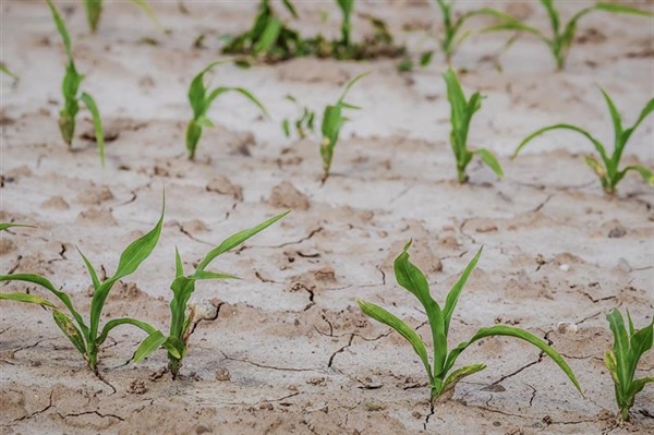 Emergenza idrica: è indispensabile tutelare il comparto agricolo