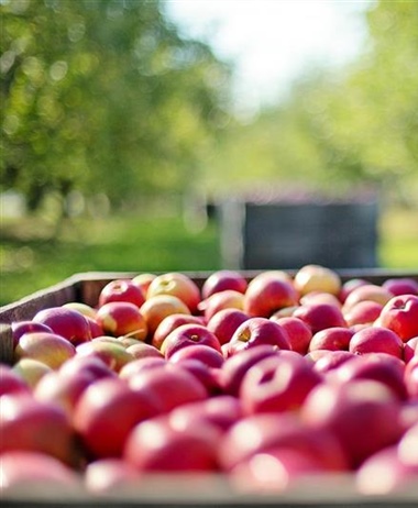 Cuneo, rinnovo dei contratti per i comparti confezionamento e ortofrutta