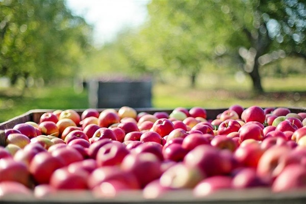 Cuneo, rinnovo dei contratti per i comparti confezionamento e ortofrutta