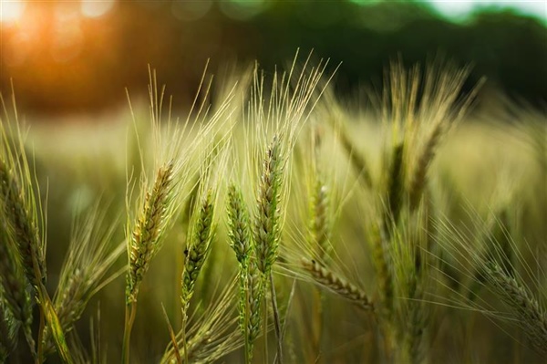 Concessione di contributi negli interessi sui prestiti contratti da imprenditori agricoli