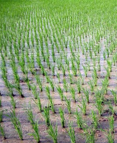 La siccità mette a rischio la coltura del riso. Legacoop Piemonte:...
