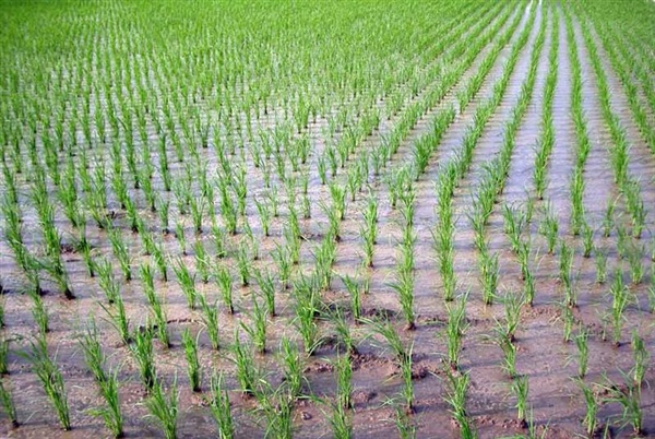 La siccità mette a rischio la coltura del riso. Legacoop Piemonte: “Servono opere strutturali per affrontare crisi idrica costante”