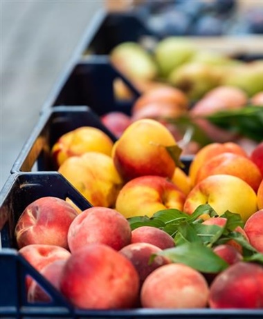 Ortofrutta e vivai, tavolo in Regione. Legacoop Piemonte: “Tutele alle...