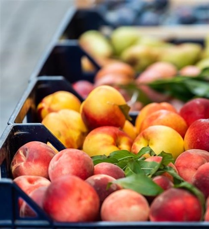 Ortofrutta e vivai, tavolo in Regione. Legacoop Piemonte: “Tutele alle...