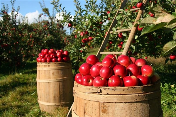 Nuovo bando per la trasformazione e commercializzazione di prodotti agricoli